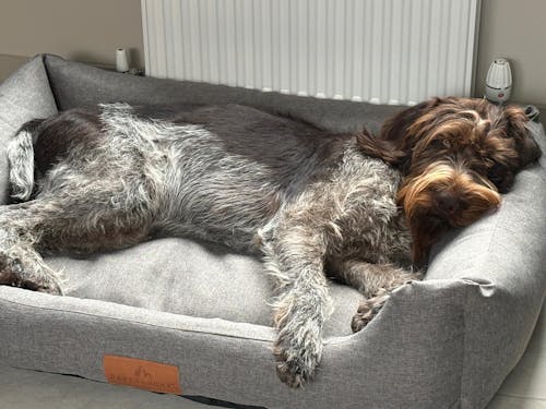 The Comfort - Eco Friendly Orthopaedic Luxury Dog Bed, Navy Blue