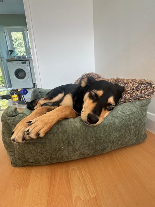 Interchangeable Spare Covers For The Ultimate Eco Friendly Orthopaedic Luxury Dog Bed