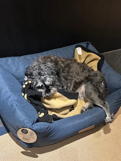 The Comfort - Eco Friendly Orthopaedic Luxury Dog Bed, Navy Blue