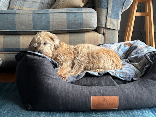 The Ultimate - Eco Friendly Orthopaedic Luxury Dog Bed, Slate Grey