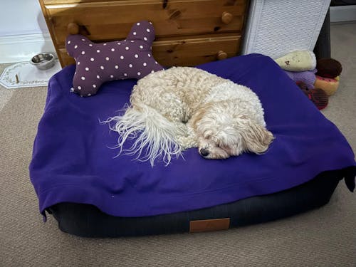 The Ultimate - Eco Friendly Orthopaedic Luxury Dog Bed, Slate Grey