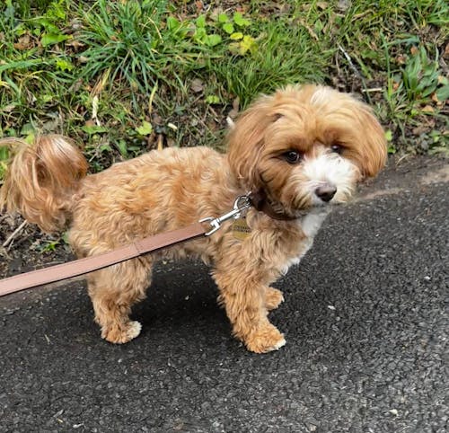 Eco Friendly Leather Dog Collar & Lead Set, Brown