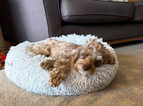 3 Month's Supply Of Dog Poop Bags