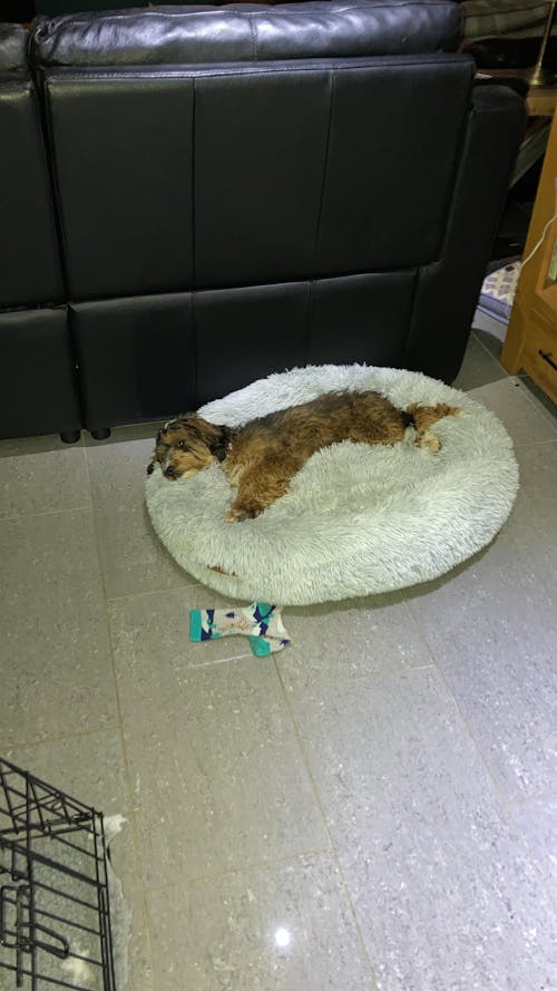 The Donut - Eco Friendly Luxury Calming Donut Dog Bed, Light Grey