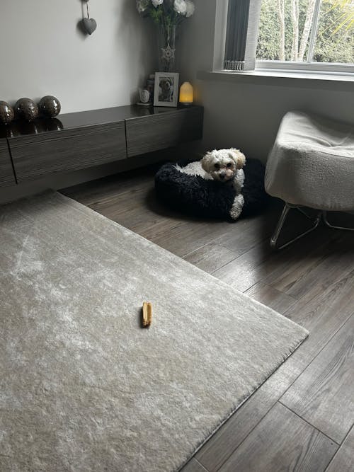 The Donut - Eco Friendly Luxury Calming Donut Dog Bed, Dark Grey