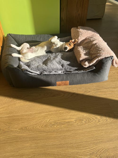 The Ultimate - Eco Friendly Orthopaedic Luxury Dog Bed, Slate Grey