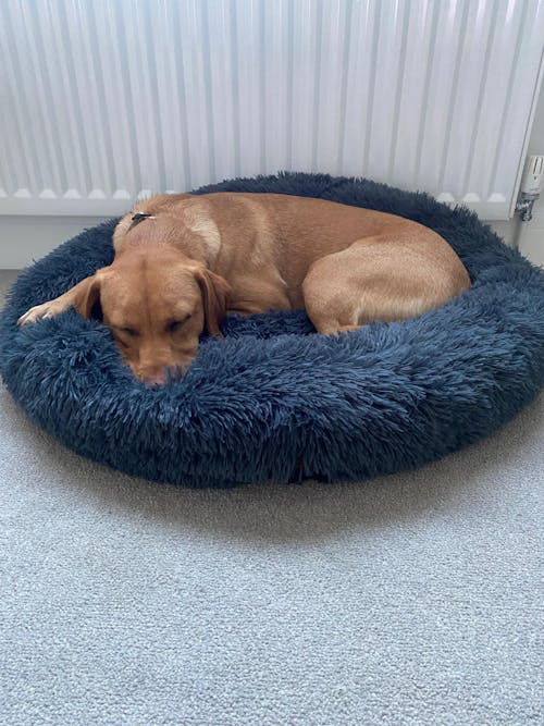 3 Month's Supply Of Dog Poop Bags