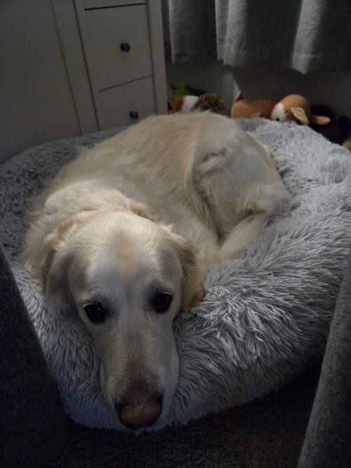 3 Month's Supply Of Dog Poop Bags