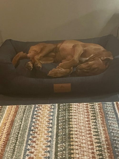 The Ultimate - Eco Friendly Orthopaedic Luxury Dog Bed, Slate Grey