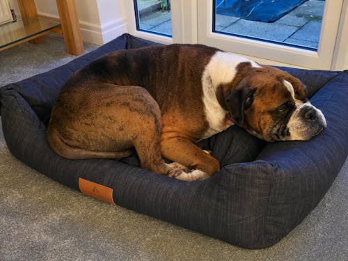 Interchangeable Spare Covers For The Ultimate Eco Friendly Orthopaedic Luxury Dog Bed