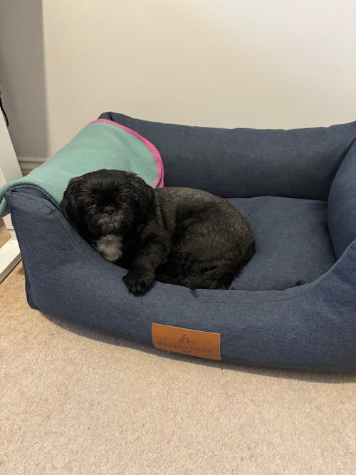 The Ultimate - Eco Friendly Orthopaedic Luxury Dog Bed, Navy Blue