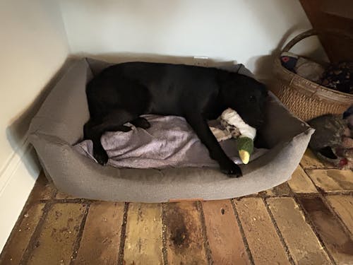 The Comfort - Eco Friendly Orthopaedic Luxury Dog Bed, Warm Grey