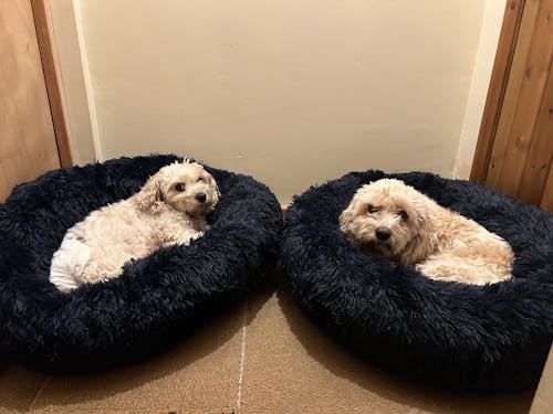 The Donut - Eco Friendly Luxury Calming Donut Dog Bed, Navy