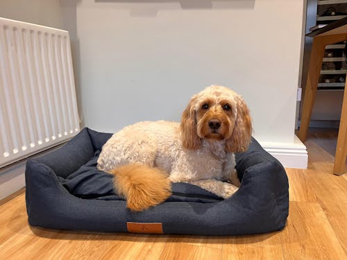 The Ultimate - Eco Friendly Orthopaedic Luxury Dog Bed, Navy Blue
