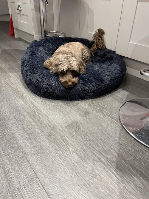 The Donut - Eco Friendly Luxury Calming Donut Dog Bed, Navy