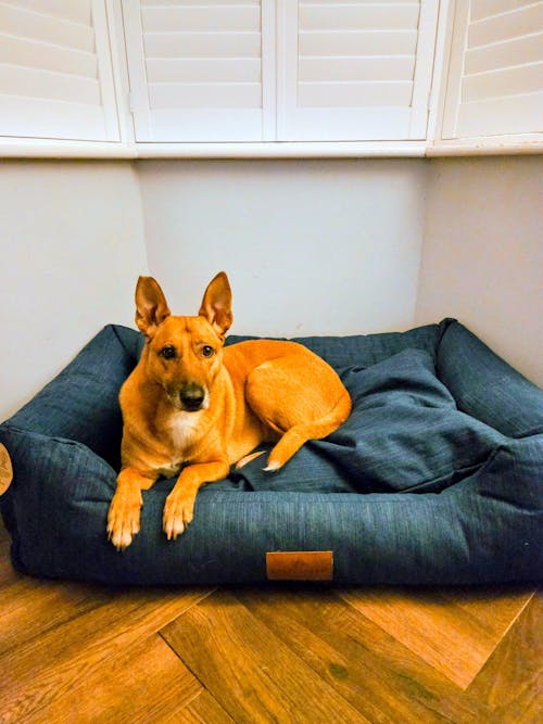 The Ultimate - Eco Friendly Orthopaedic Luxury Dog Bed, Teal Blue-Green