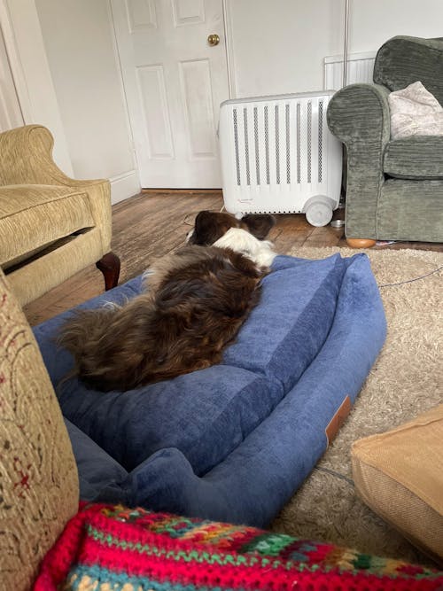 The Ultimate - Eco Friendly Orthopaedic Luxury Dog Bed, Regal Blue