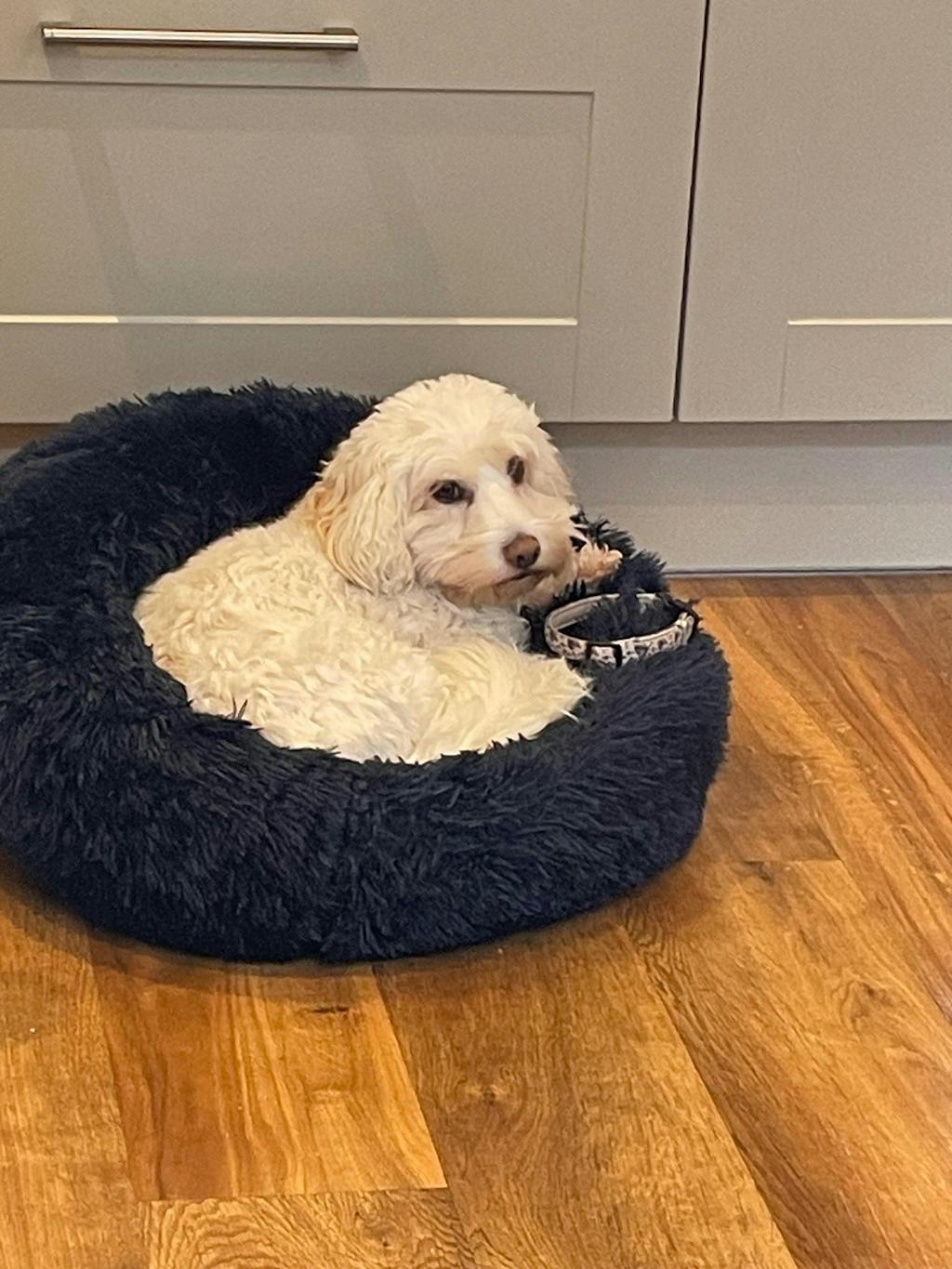 The Donut - Eco Friendly Luxury Calming Donut Dog Bed, Navy