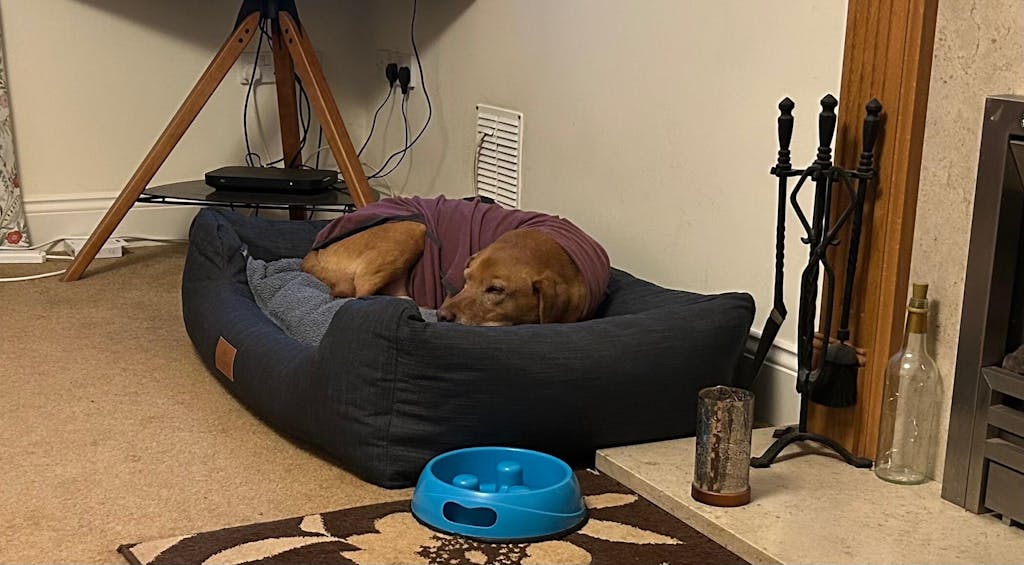 Interchangeable Spare Covers For The Ultimate Eco Friendly Orthopaedic Luxury Dog Bed