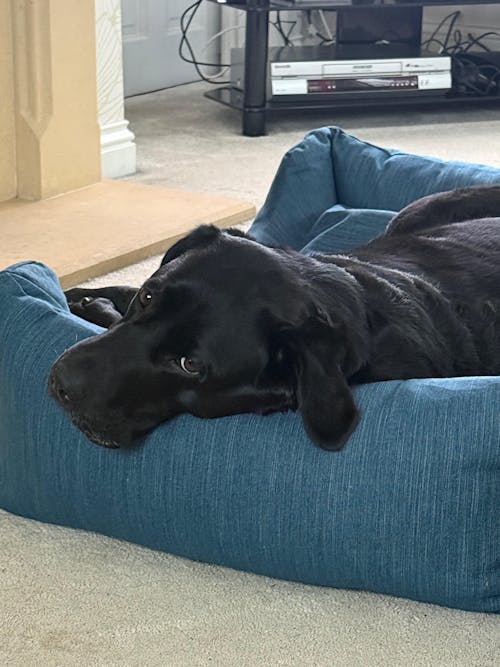 The Ultimate - Eco Friendly Orthopaedic Luxury Dog Bed, Teal Blue-Green