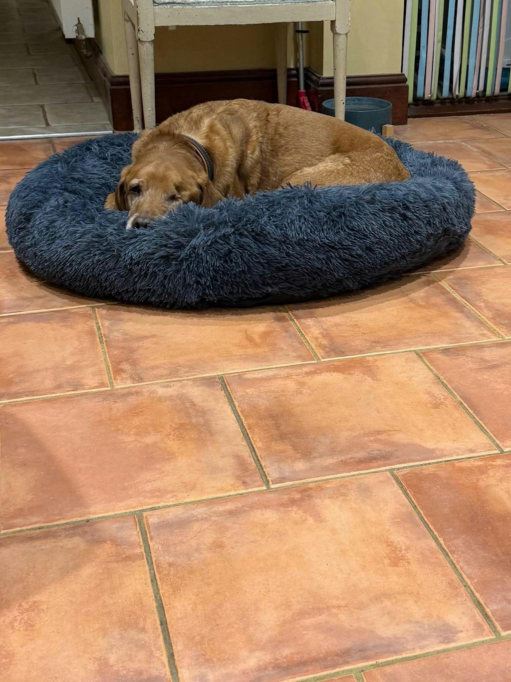 The Donut - Eco Friendly Luxury Calming Donut Dog Bed, Dark Grey