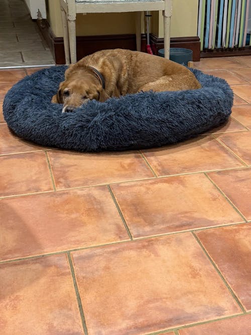 The Donut - Eco Friendly Luxury Calming Donut Dog Bed, Dark Grey