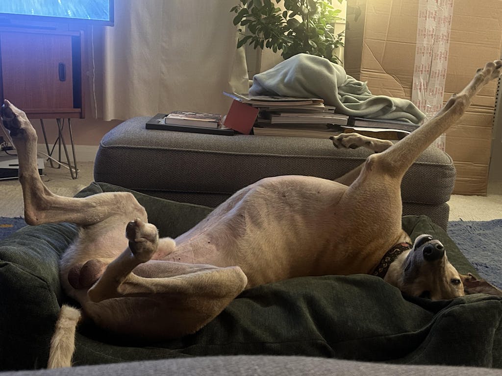 The Ultimate - Eco Friendly Orthopaedic Luxury Dog Bed, Sage Green