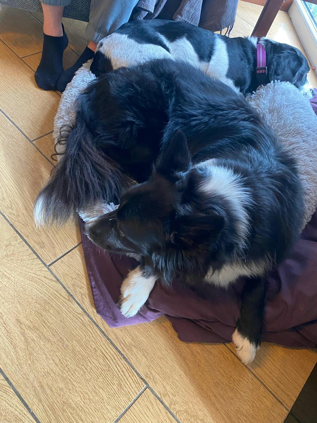 3 Month's Supply Of Dog Poop Bags