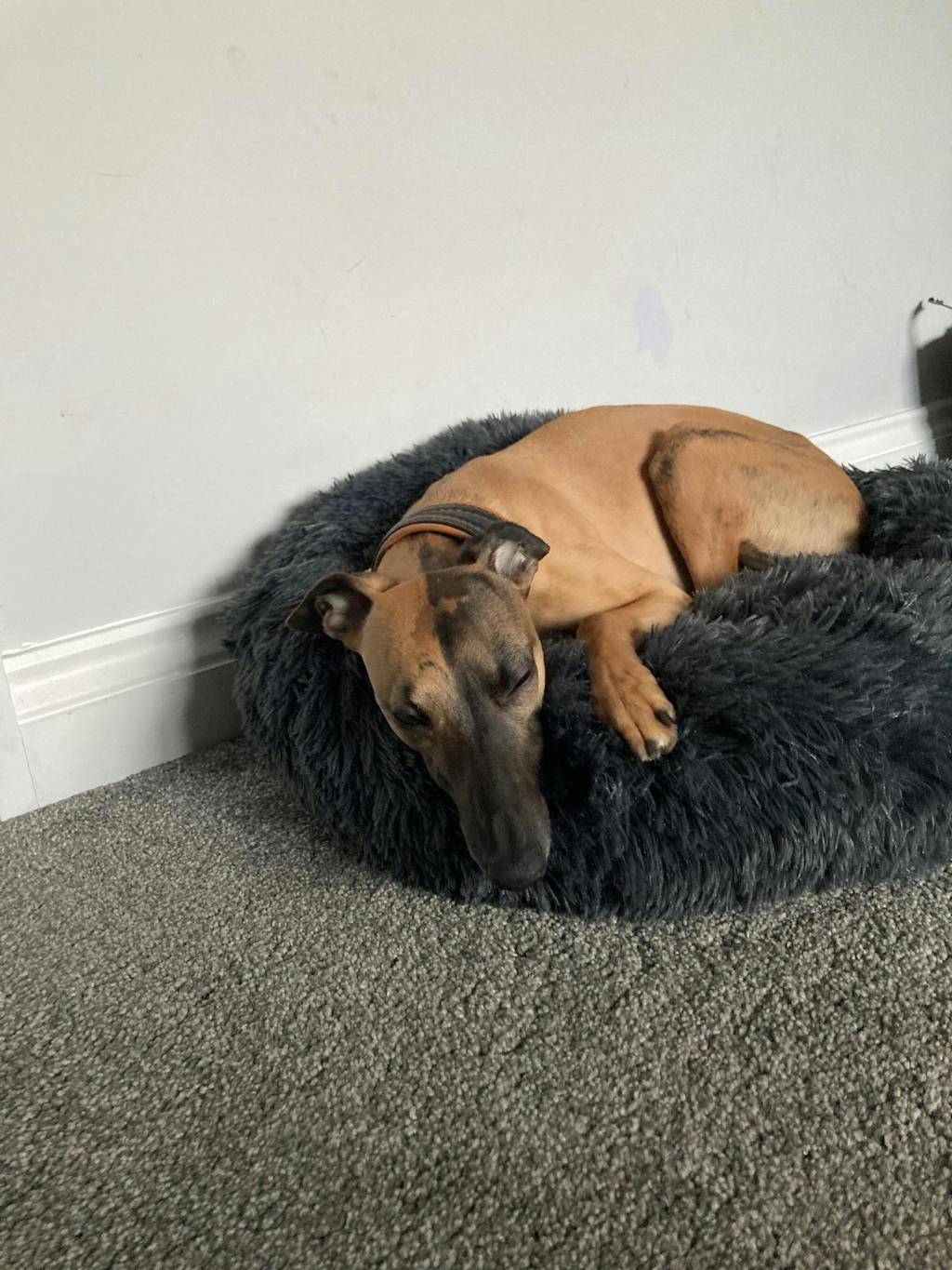 The Donut - Eco Friendly Luxury Calming Donut Dog Bed, Dark Grey