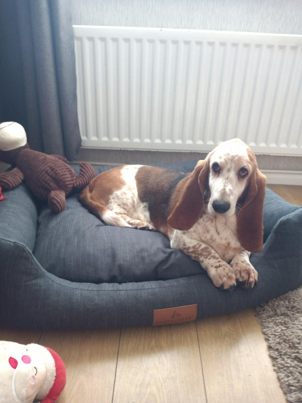 The Ultimate - Eco Friendly Orthopaedic Luxury Dog Bed, Slate Grey