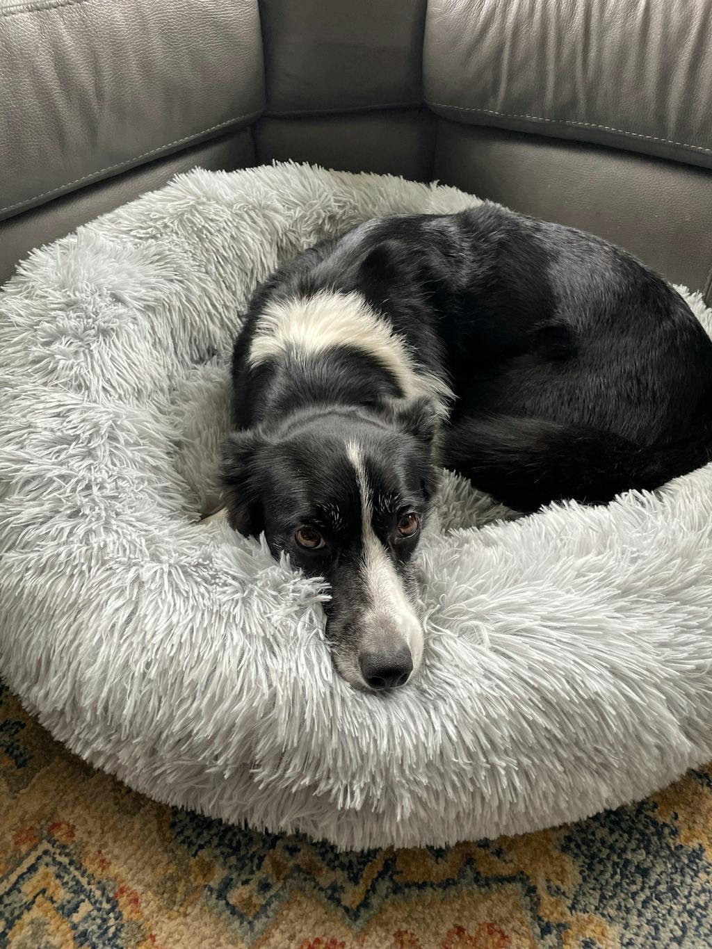 The Donut - Eco Friendly Luxury Calming Donut Dog Bed, Light Grey