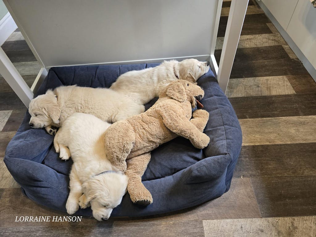 Interchangeable Spare Covers For The Ultimate Eco Friendly Orthopaedic Luxury Dog Bed