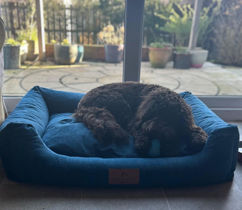 The Ultimate - Eco Friendly Orthopaedic Luxury Dog Bed, Teal Blue-Green