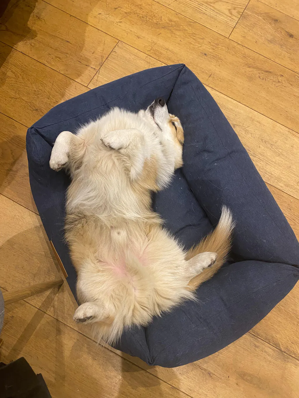 The Ultimate - Eco Friendly Orthopaedic Luxury Dog Bed, Navy Blue