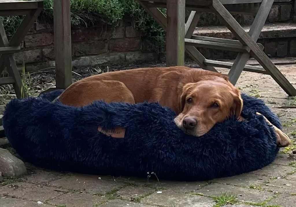 The Donut - Eco Friendly Luxury Calming Donut Dog Bed, Navy