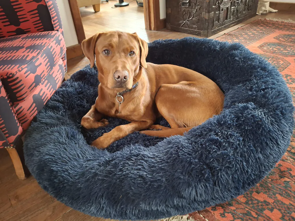 The Donut - Eco Friendly Luxury Calming Donut Dog Bed, Navy