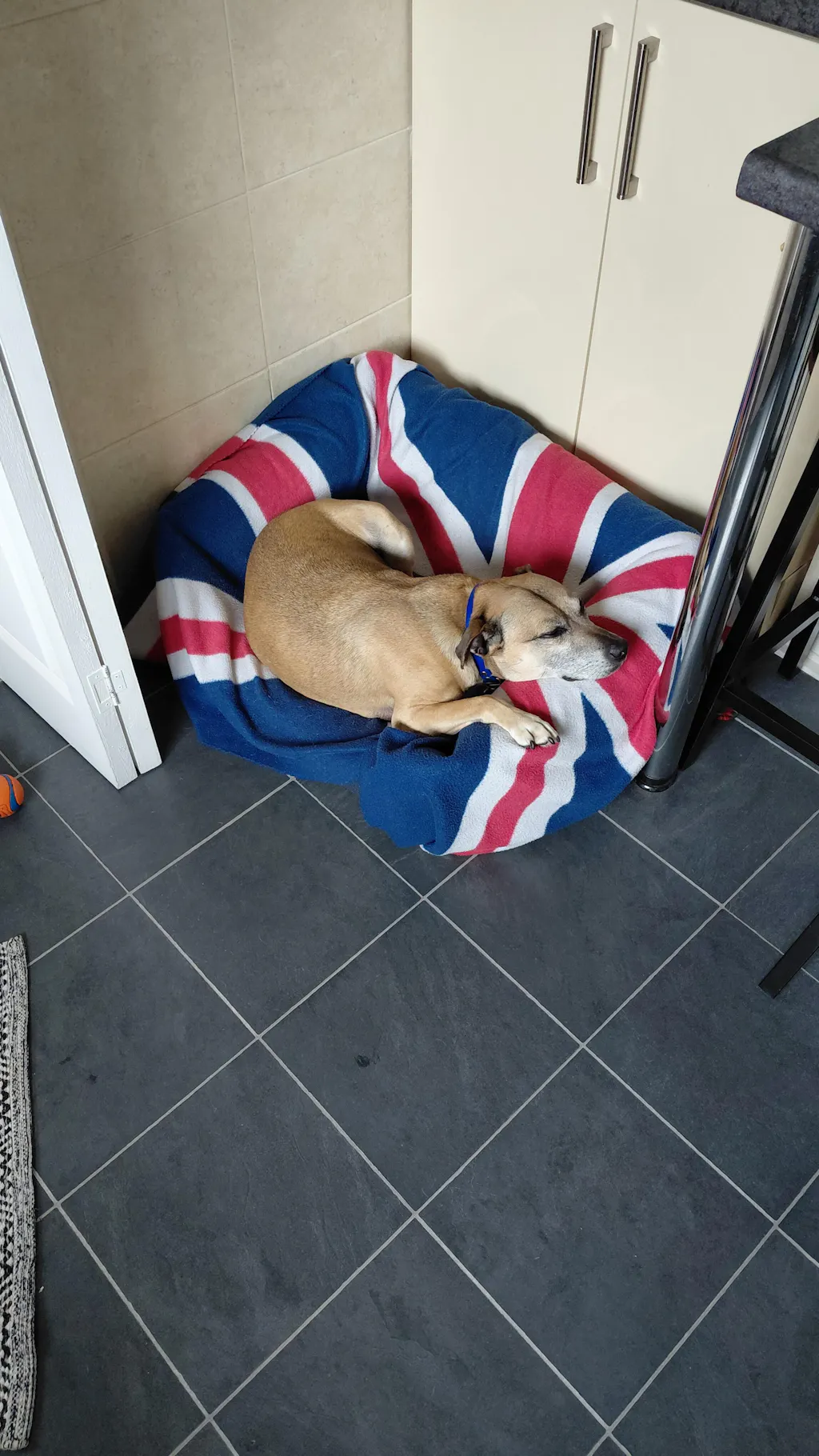 The Comfort - Eco Friendly Orthopaedic Luxury Dog Bed, Navy Blue