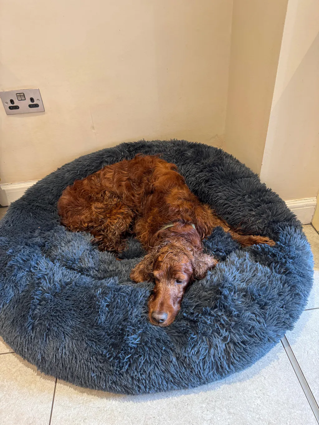 The Donut - Eco Friendly Luxury Calming Donut Dog Bed, Dark Grey