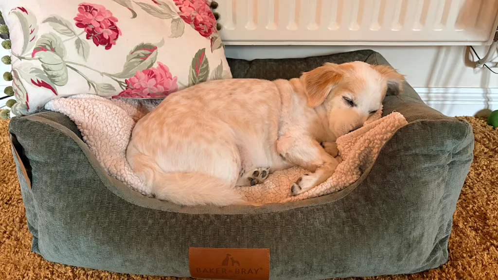 The Ultimate - Eco Friendly Orthopaedic Luxury Dog Bed, Sage Green