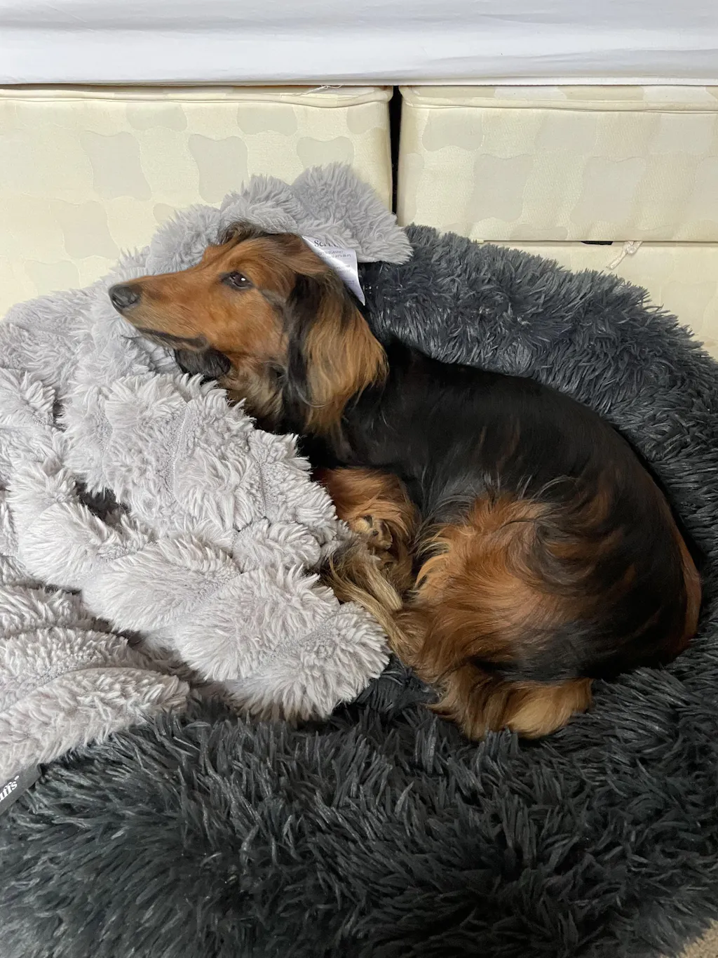 The Donut - Eco Friendly Luxury Calming Donut Dog Bed, Dark Grey