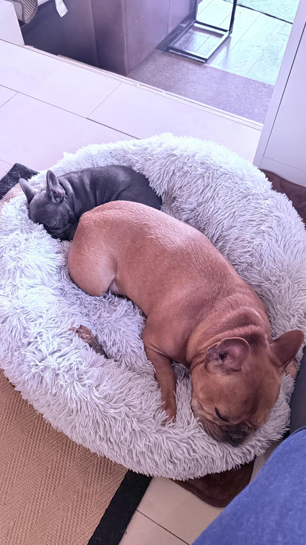 Eco Friendly Leather Dog Lead