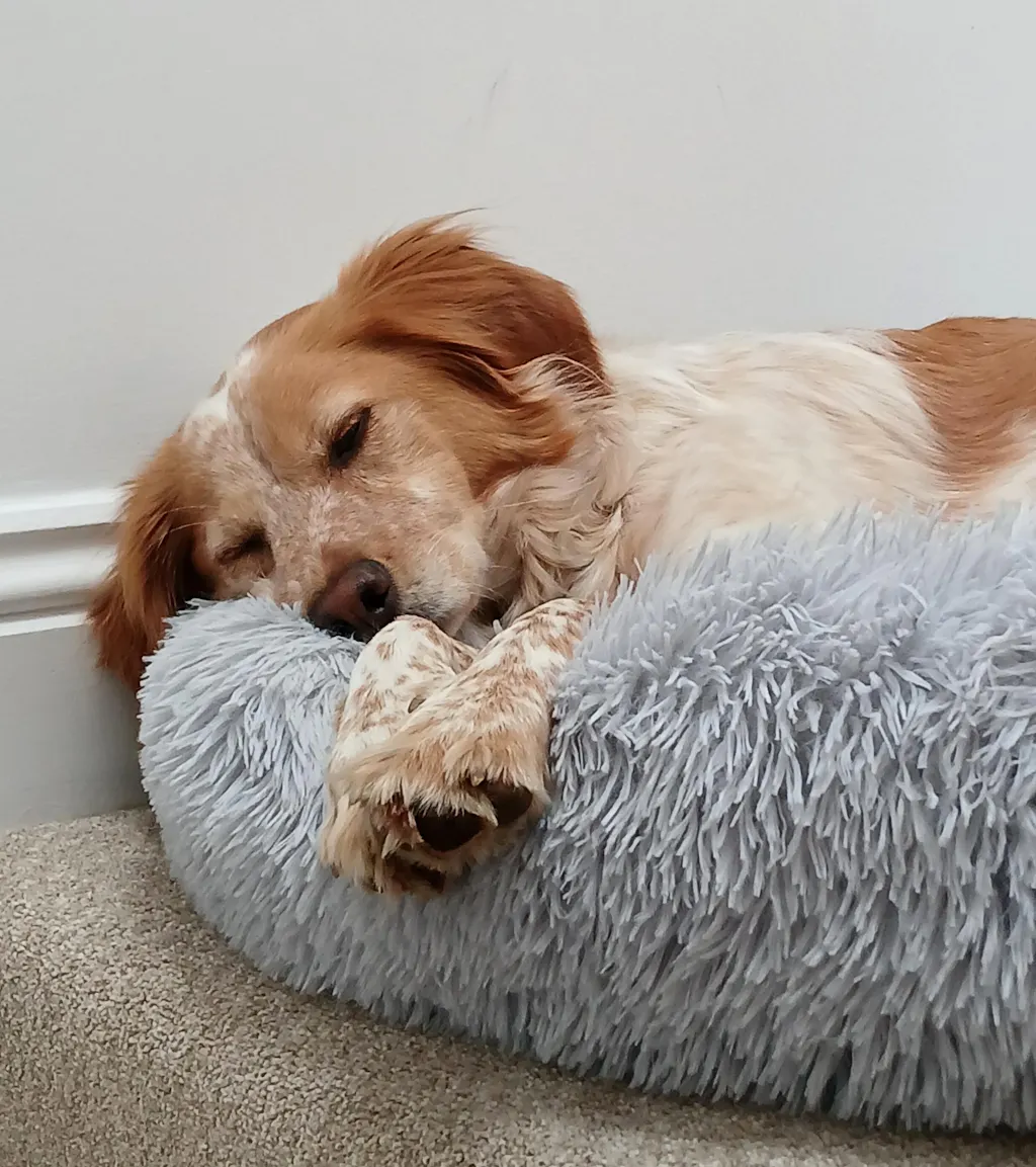 The Donut - Eco Friendly Luxury Calming Donut Dog Bed, Light Grey