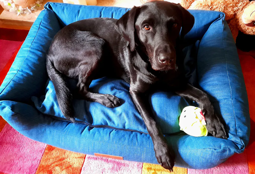 The Ultimate - Eco Friendly Orthopaedic Luxury Dog Bed, Teal Blue-Green