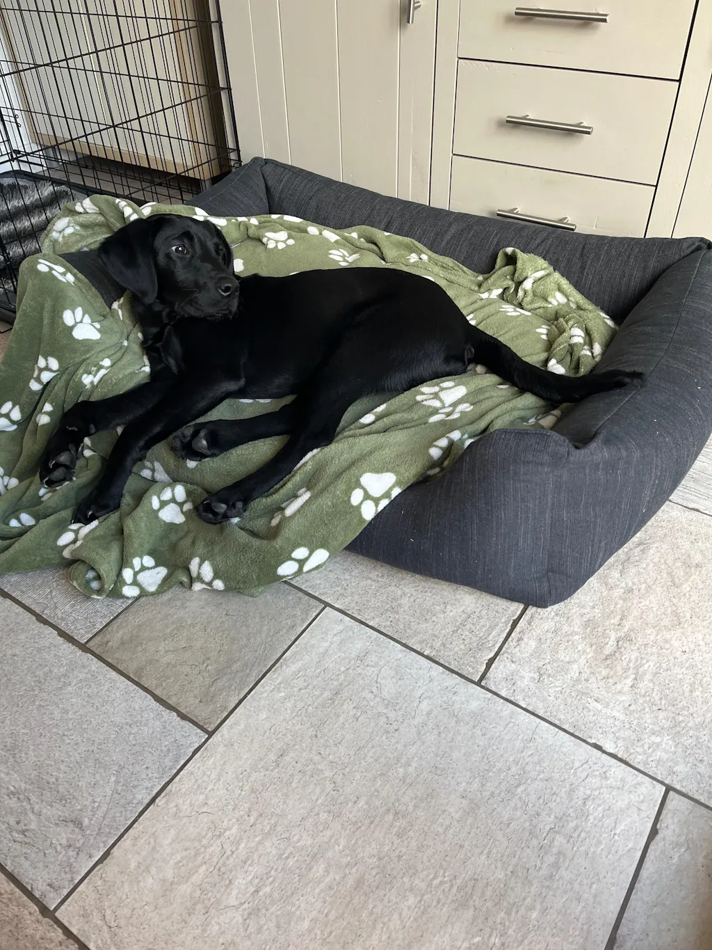 The Ultimate - Eco Friendly Orthopaedic Luxury Dog Bed, Slate Grey