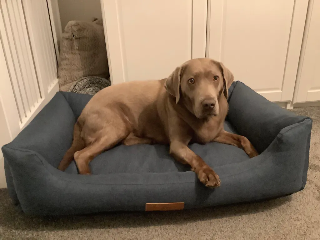 The Comfort - Eco Friendly Orthopaedic Luxury Dog Bed, Navy Blue