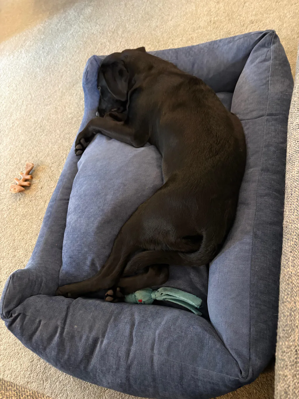 The Ultimate - Eco Friendly Orthopaedic Luxury Dog Bed, Regal Blue