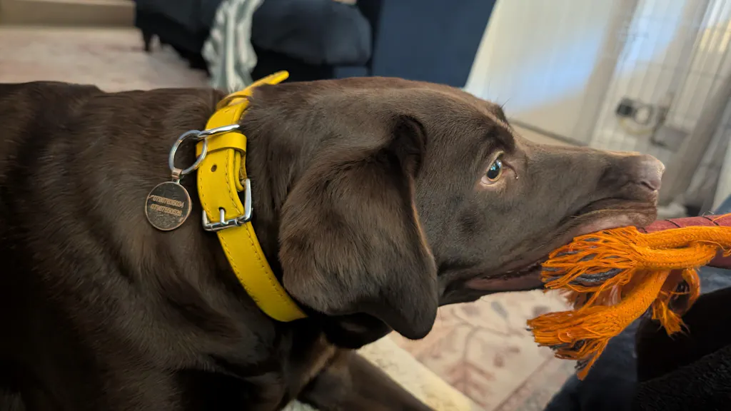 Eco Friendly Leather Dog Collar, Lemon
