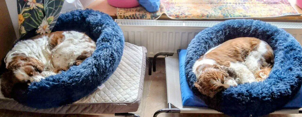 The Donut - Eco Friendly Luxury Calming Donut Dog Bed, Navy