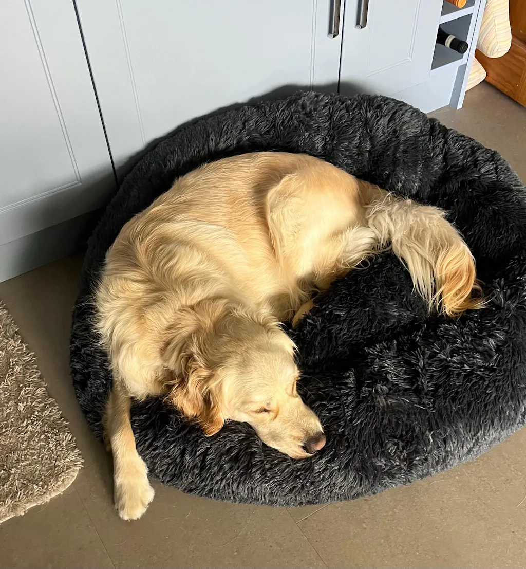 The Donut - Eco Friendly Luxury Calming Donut Dog Bed, Dark Grey