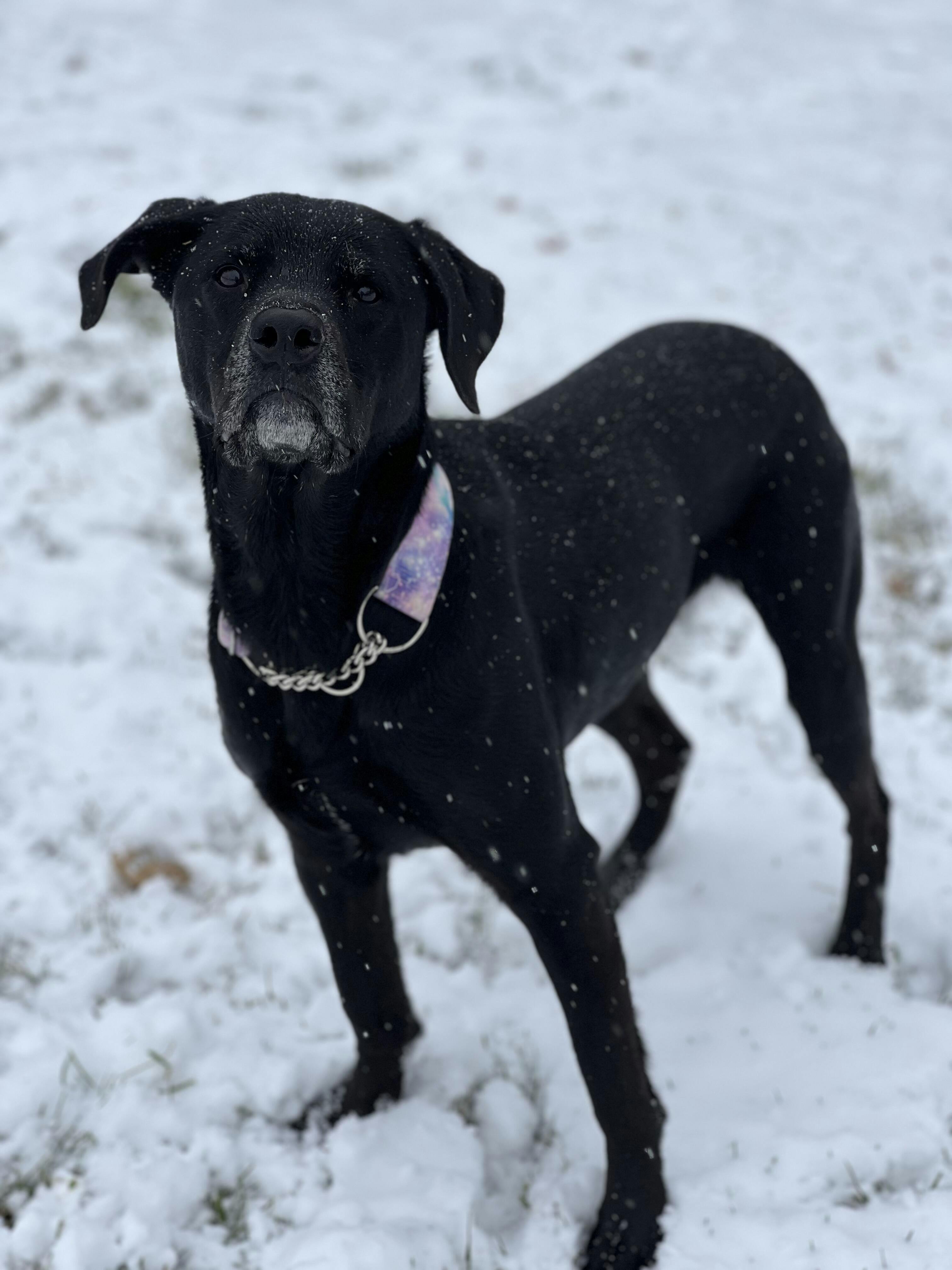 Balance It® Canine Plus